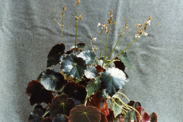 B. ‘Annie Sharrad’
